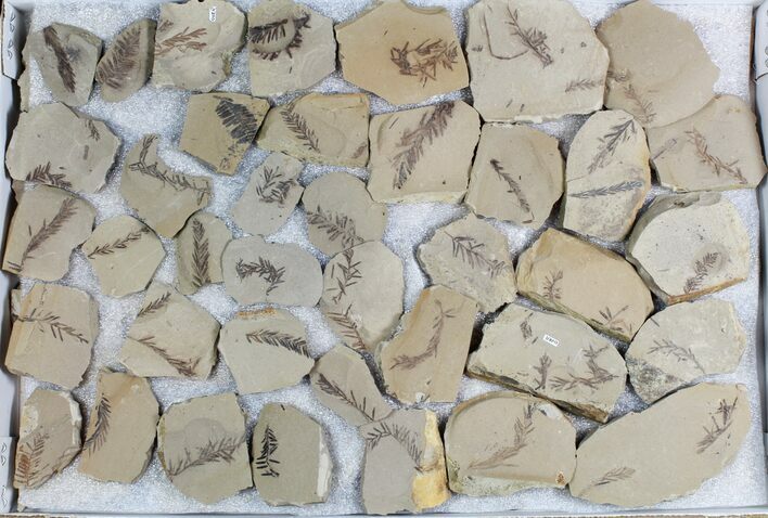 Lot: Small Metasequoia (Dawn Redwood) Fossils - Pieces #78070